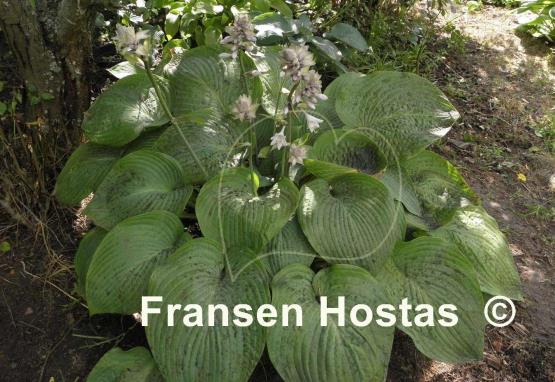 Hosta Jurassic Park